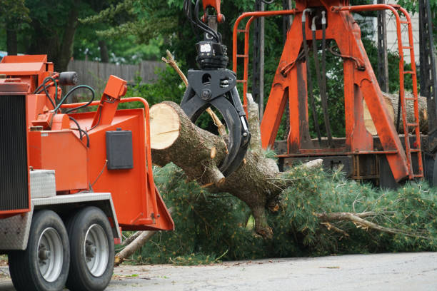 How Our Tree Care Process Works  in  Unionville, GA